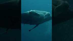 Stunning footage of large manta ray in Palau