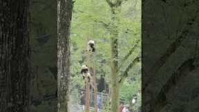 Playful panda dances in the trees