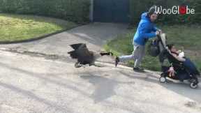 Enraged duck attacks a man with stroller trying to pass by