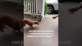Dachshund can't contain its excitement