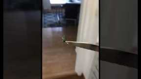Man stabs air and catches fly 😱