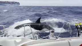 British couple on boat attacked by KILLER WHALES