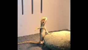 Hilarious moment pet lizard performs karate chops