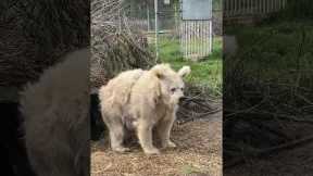 Chada the rescue bear wakes up after a long nap