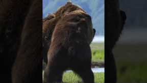 Two HUGE male Alaskan brown bears battle it out