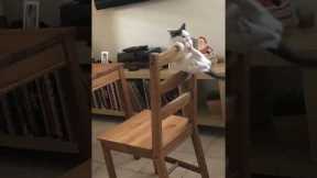 Cat entertains itself by doing flips through chair