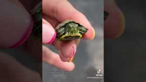 Woman finds tiniest turtle in drain before taking him home