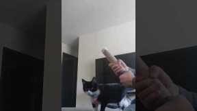 Man startles his unsuspecting cat confetti popper