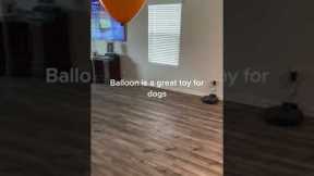 Bulldog jumps to hit balloon but fails