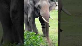 Rescued elephant fitted with a prosthetic foot