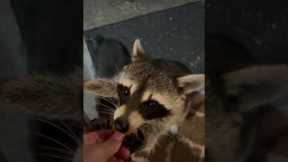Well-mannered raccoons visit houses for snacks
