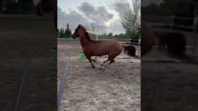 Clumsy horse trips while running around in circles