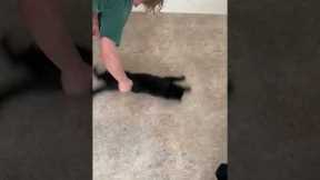Funny cat loves getting spun around