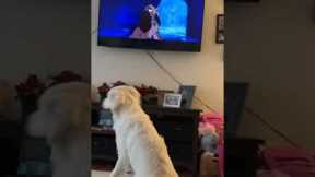 Doggo watches his favorite movie with excitement