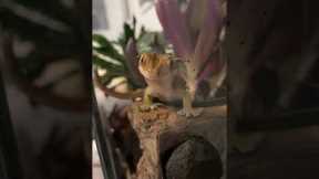 Cute pet gecko sits up when owner calls it handsome