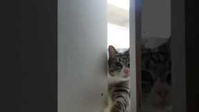 Hidden camera captures nosy cat looking around inside
