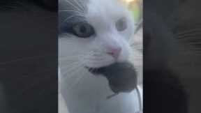 Woman locks pet door before cat can bring mouse inside