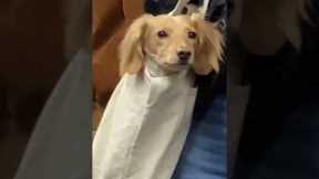 Cute dog dozes off inside tote bag