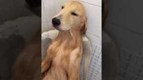 Golden retriever totally chilled as it gets a bath
