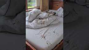 Dirty doggo destroys fresh bed sheets