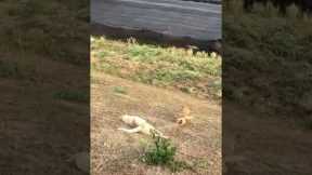 Pet dogs decide to slide down grassy bank 😂