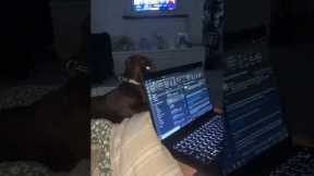 Impatient dog forces owner to stop working