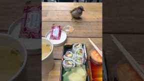 Bouncy birdie inspects sushi lunch!