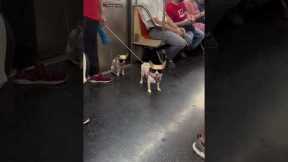Two chihuahuas wear matching sunglasses on NYC subway