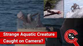 FACT CHECK: Viral Video Shows Strange Aquatic Creature Caught on Camera?
