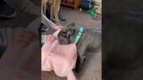 Lovely Frenchie has adorable reaction to seeing his 8-week-old daughter