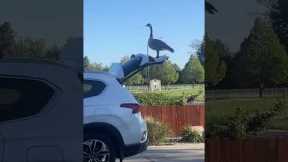 Woman finds goose standing on her car trunk door 😂