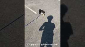 Smart puppy brings dropped leash back to owner