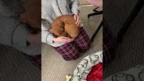 Puppy refuses to sleep in its own bed