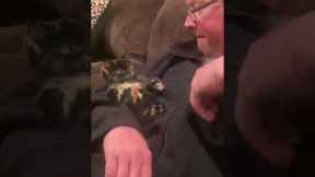 Kitten complies with fake arrest 😂