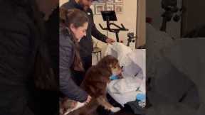 Couple introduces their dogs to their newly-born twins