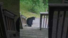 Wild baby bear knocks on residents door