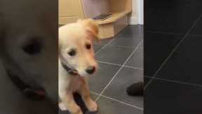 Puppy has the cutest reaction to trying a new treat
