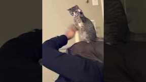 Curious cat helps woman pat her head