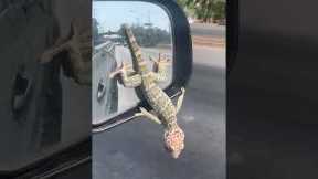 Determined gecko clings onto moving car