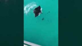Spotted eagle ray jumps out of the water and surprises woman