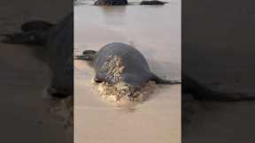 Cute seal has had enough of today 😂