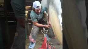 Texan farrier struggles with uncooperative horse