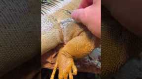 Keeper helps Iguana shed its skin
