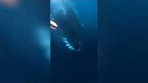 Divers have crazy up-close encounter with a humpback whale