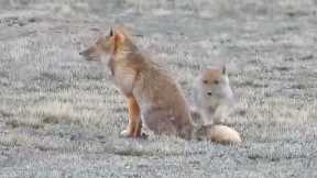Rare sighting of Tibetan fox teaching cub to hunt
