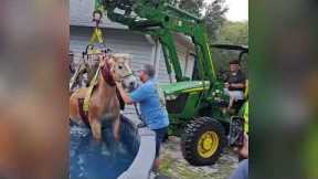 Firefighters rescue spooked horse that jumped into swimming pool in Florida, US