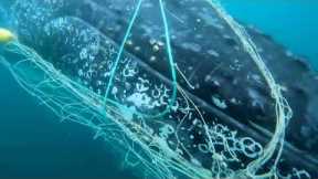 33ft Humpback Whale Freed From Net Off Australian Coast