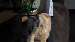Two stubborn dogs hold onto the same ball