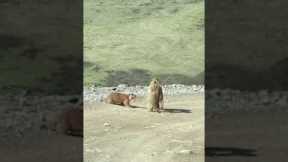 Two marmots caught in a funny fight