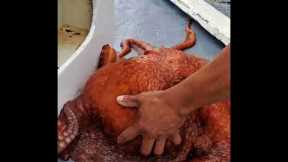 Giant Pacific octopus caught in Redondo Beach